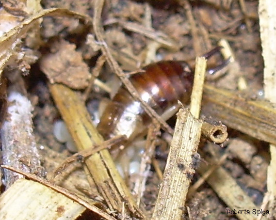 Forficula auricularia con le proprie uova!!??